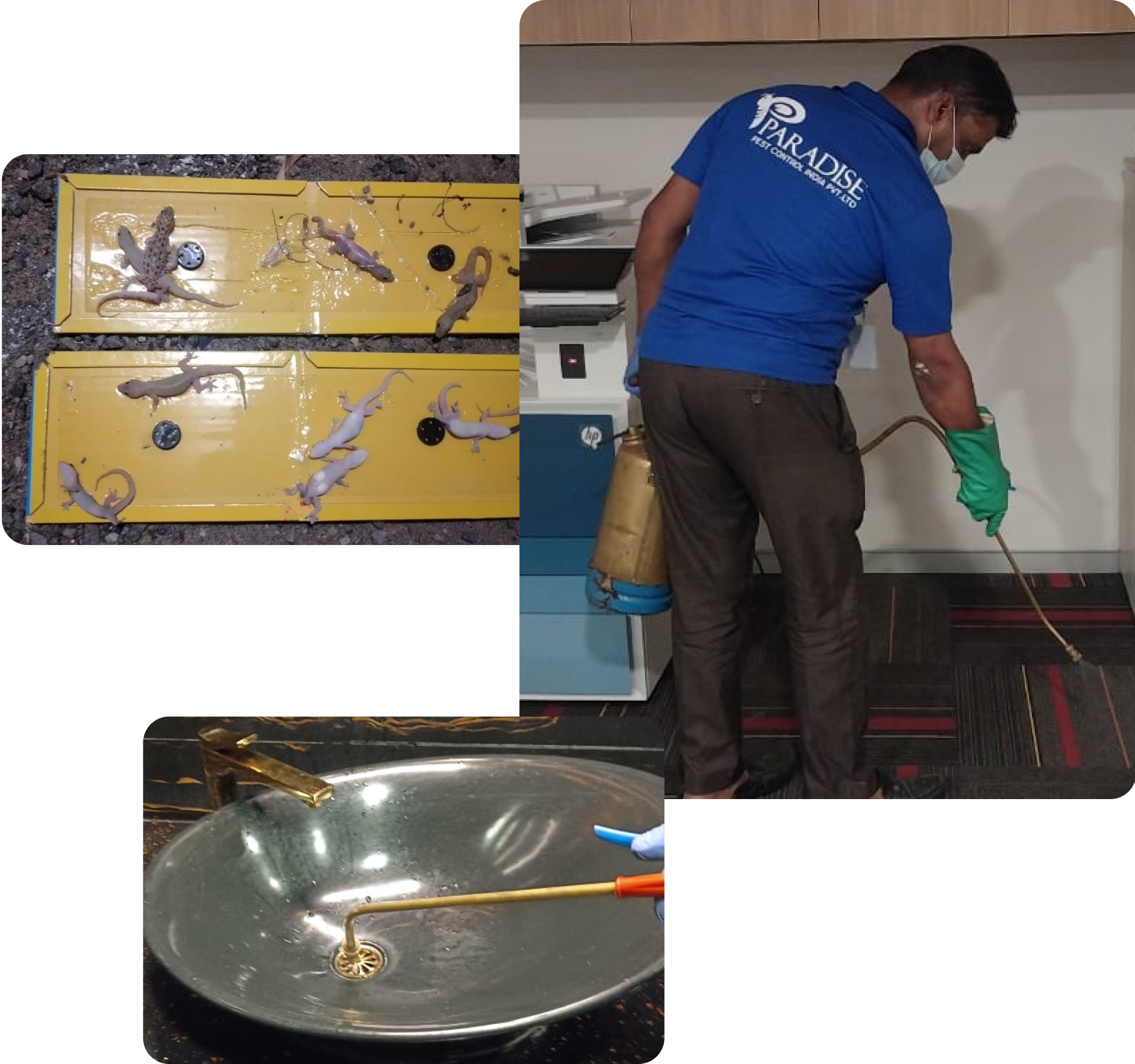 Best pest control services in coimbatore