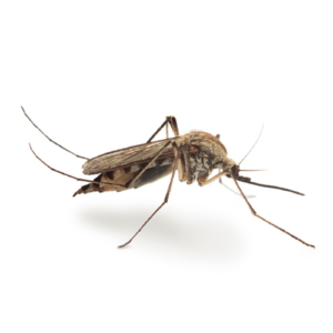 Anopheles Mosquitoes