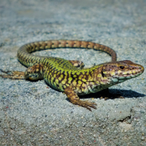 Common lizard