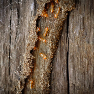 Dampwood-Termite