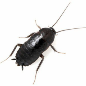 Oriental Cockroach