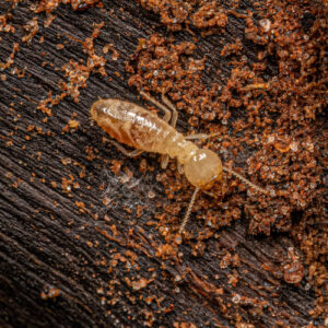 Subterranean-Termite