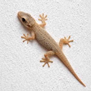 lizard (1)