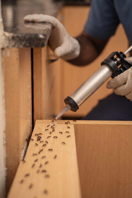 Ant control service - inspection and treatment process in Coimbatore