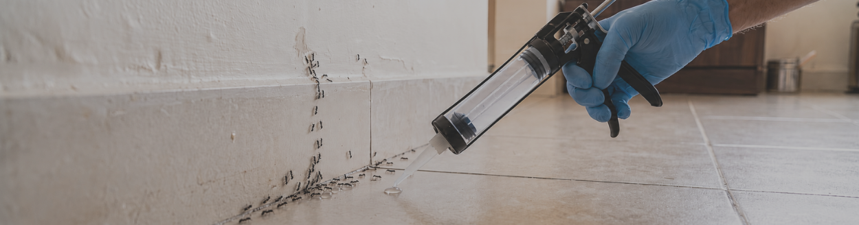 Best Ant Control Service in Coimbatore