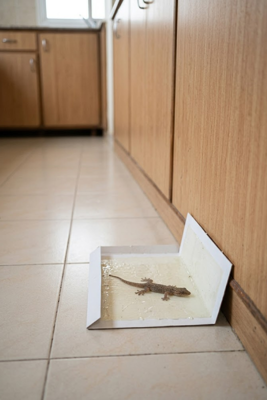 Lizard control service - inspection and treatment process in Coimbatore