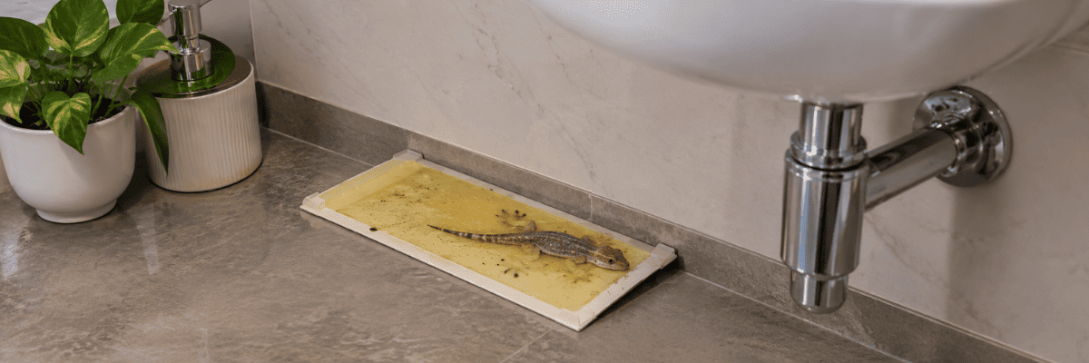 Prevent lizards entering home hidden place