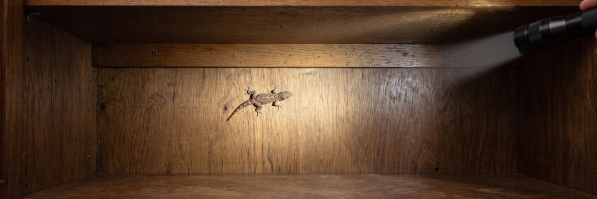 Lizard hiding spots inside a home