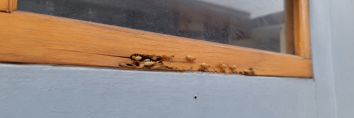 Termites on damaged wood