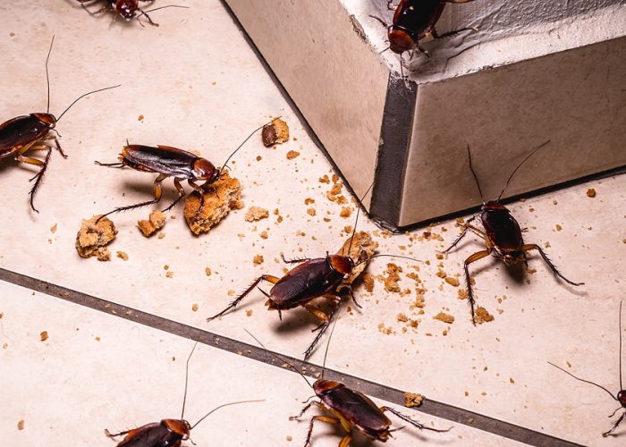 Cockroaches