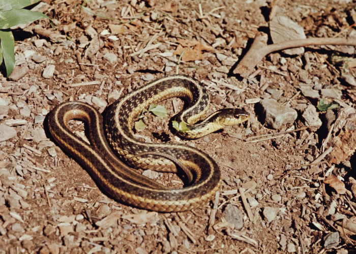 Snake Control Service in Coimbatore