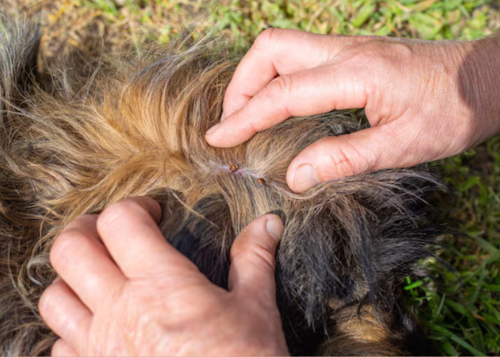 Ticks & Fleas Pest Control Service in Coimbatore
