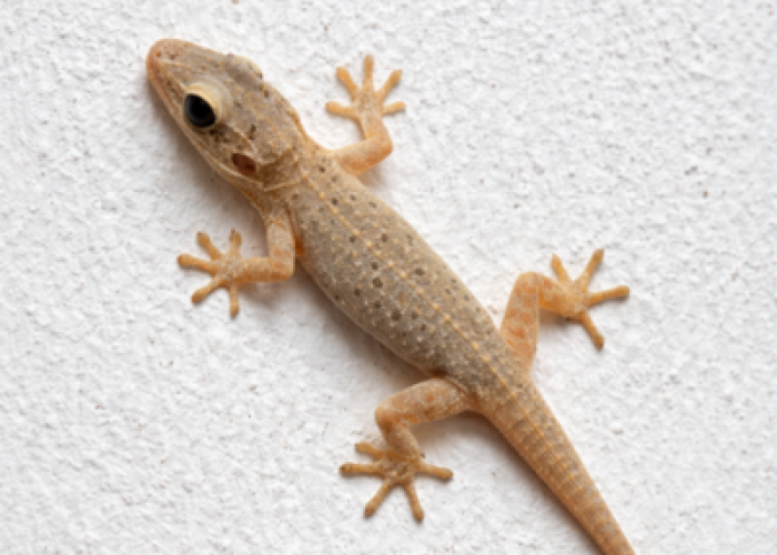 lizard-01